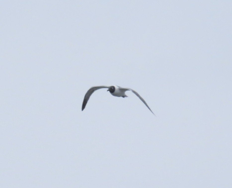 Laughing Gull - ML633604719