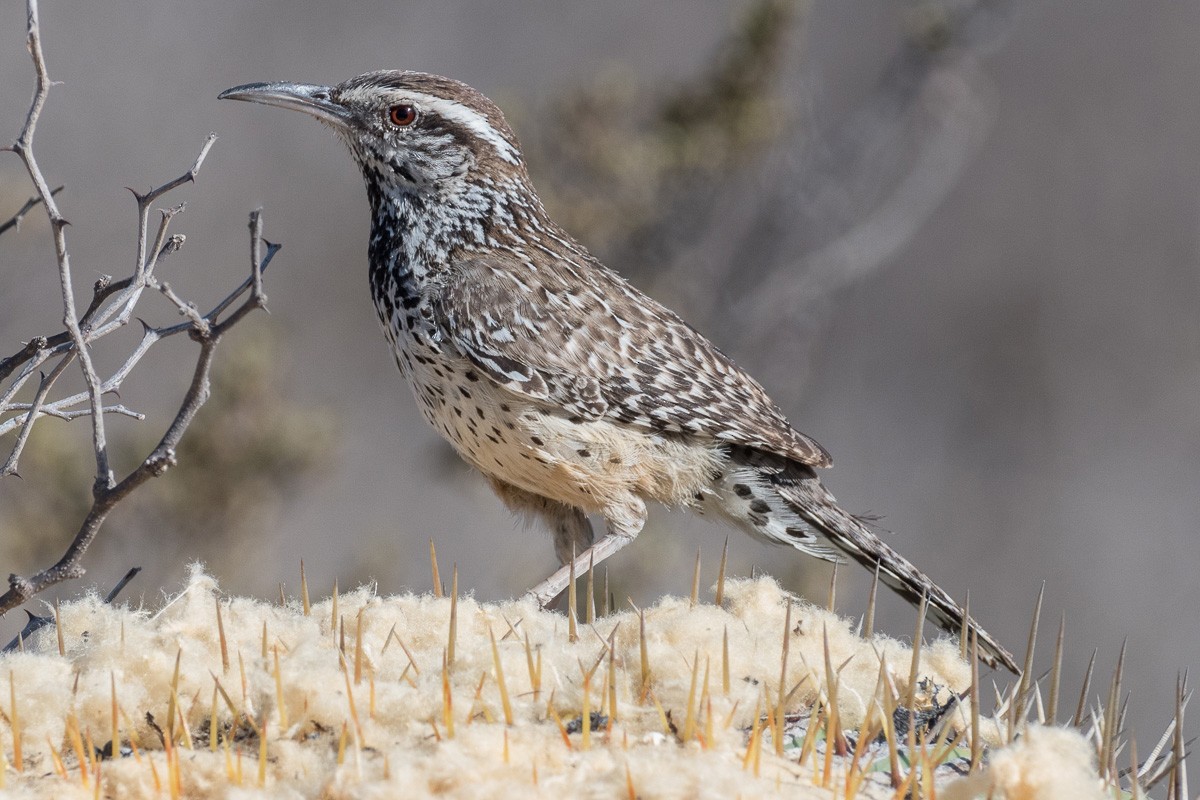 Cactus Wren - ML633604744