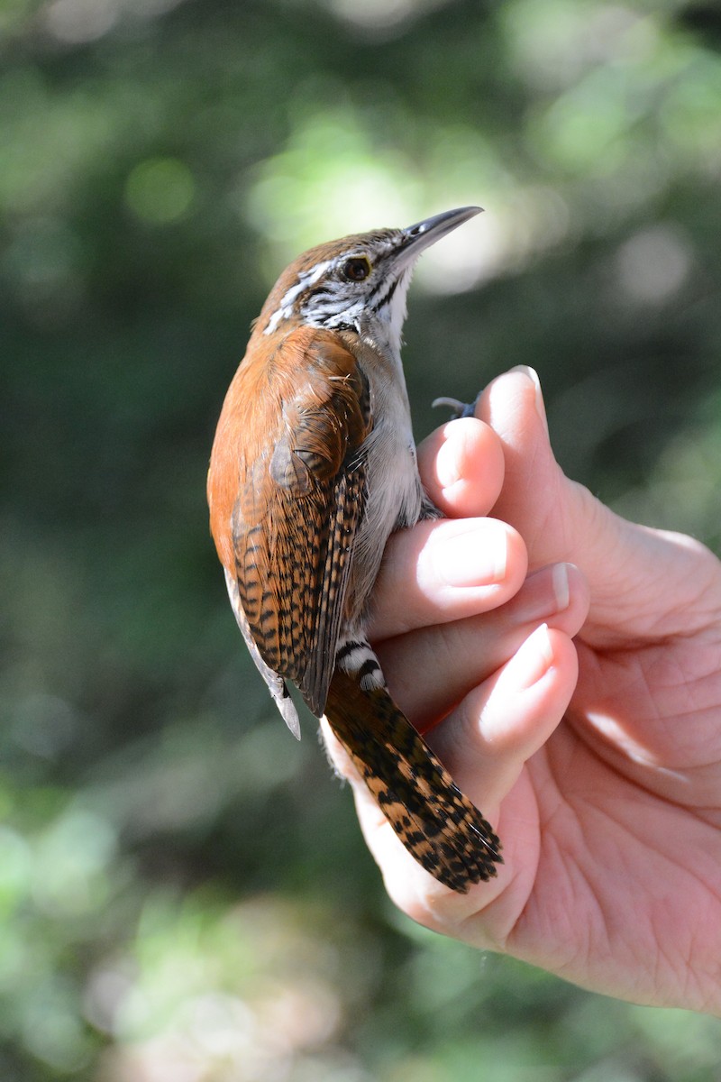Cabanis's Wren - ML633604756