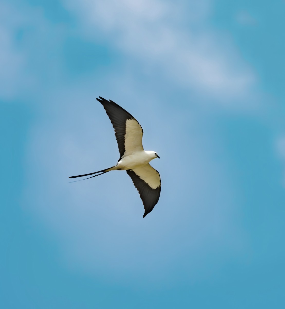 Swallow-tailed Kite - ML633604970