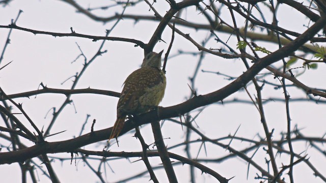 Cardinal Woodpecker - ML633605152