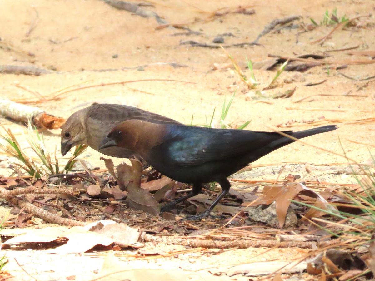 Brown-headed Cowbird - ML633605387
