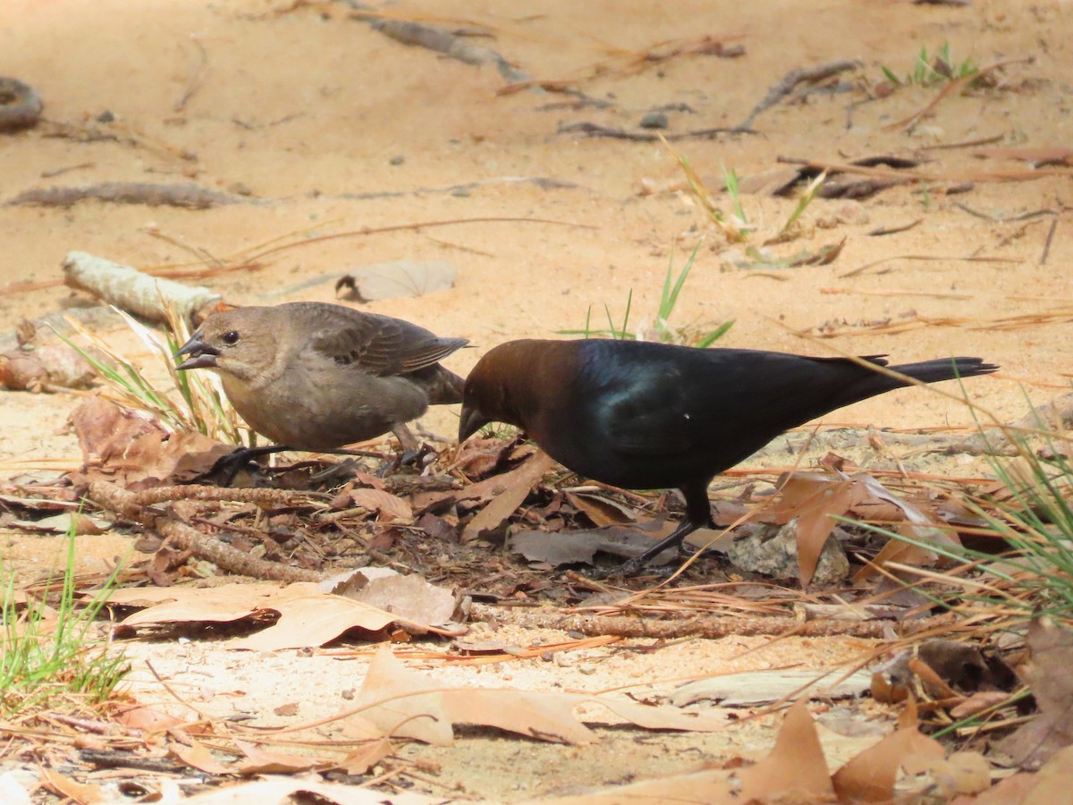 Brown-headed Cowbird - ML633605388