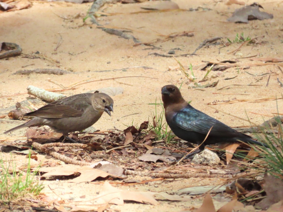 Brown-headed Cowbird - ML633605389