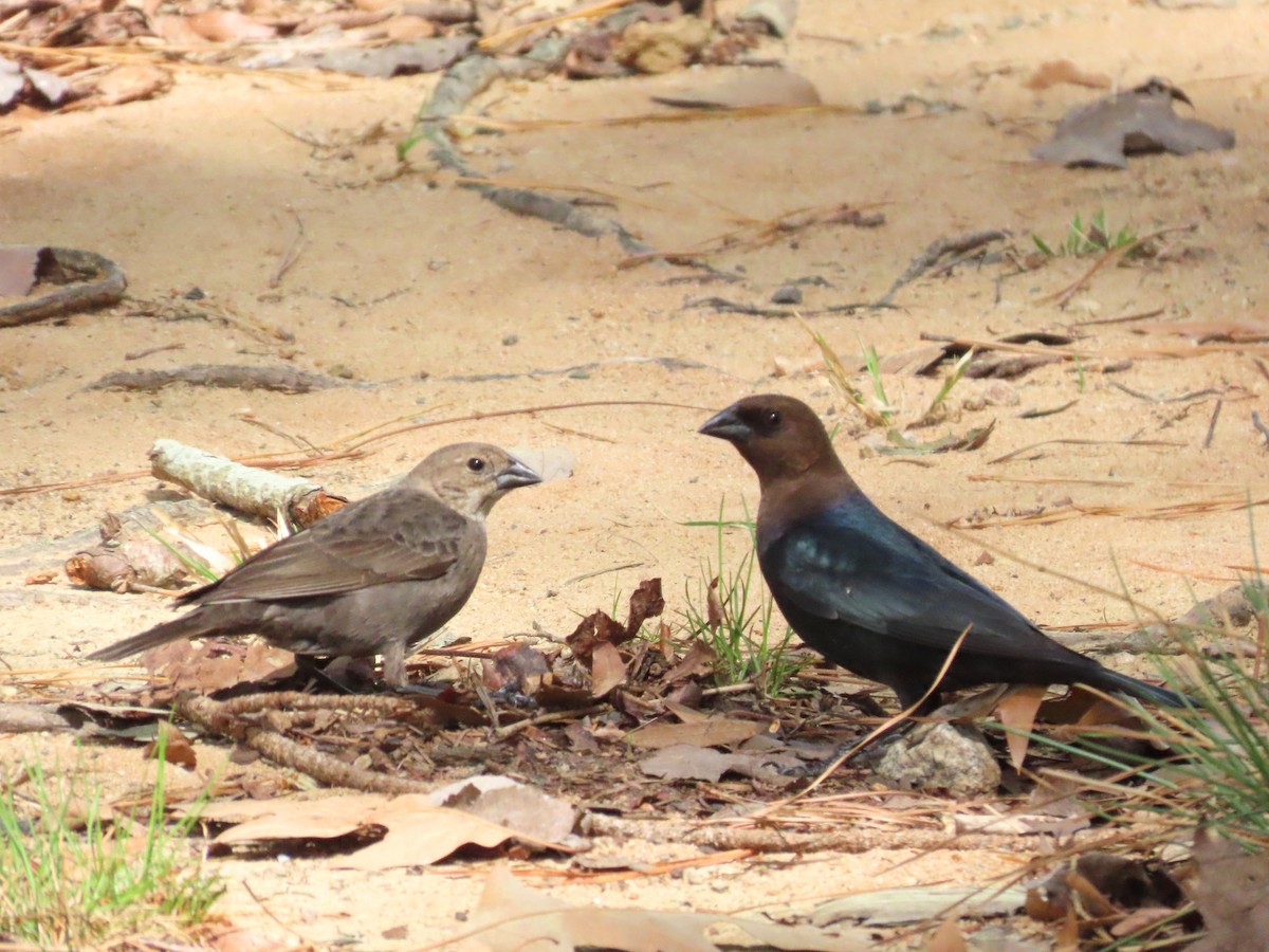 Brown-headed Cowbird - ML633605390