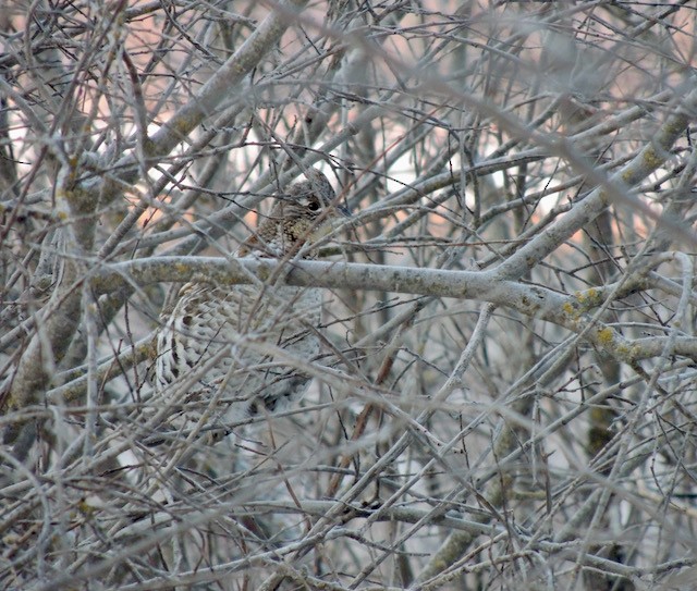 Ruffed Grouse - ML633605474