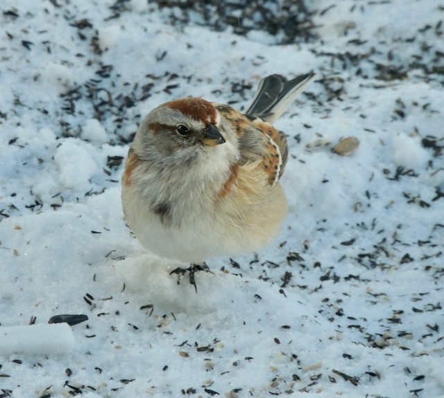 American Tree Sparrow - ML633605529
