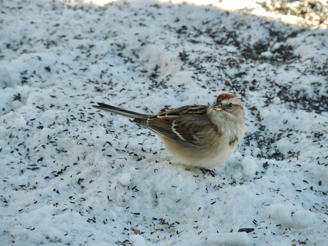 American Tree Sparrow - ML633605530
