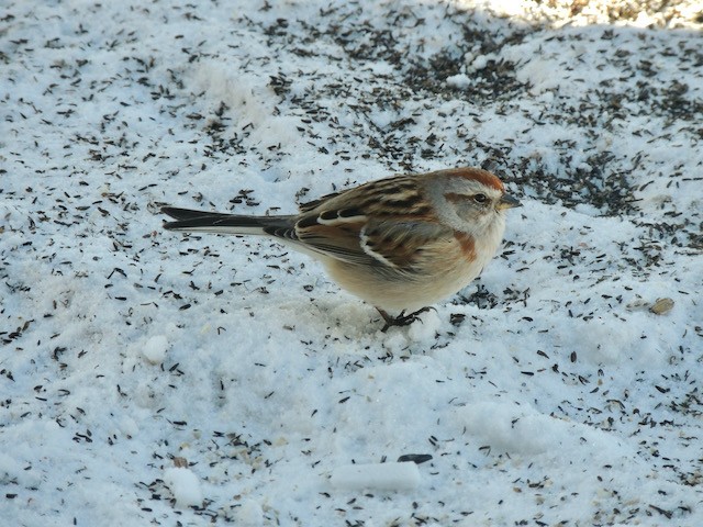 American Tree Sparrow - ML633605531