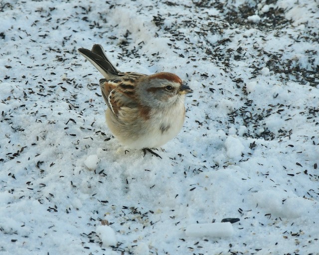 American Tree Sparrow - ML633605532