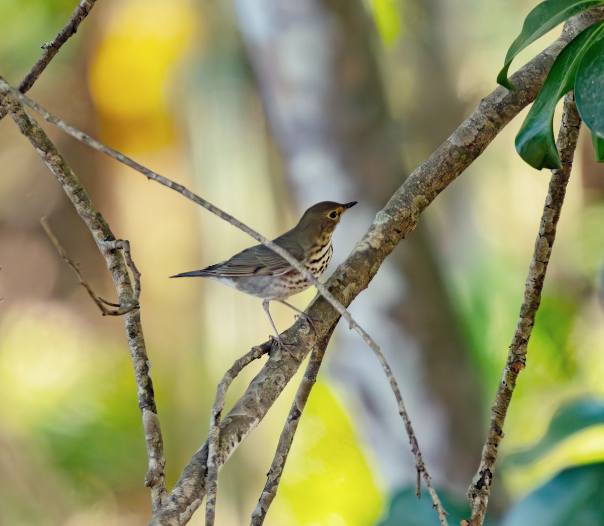 Swainson's Thrush - ML633605686