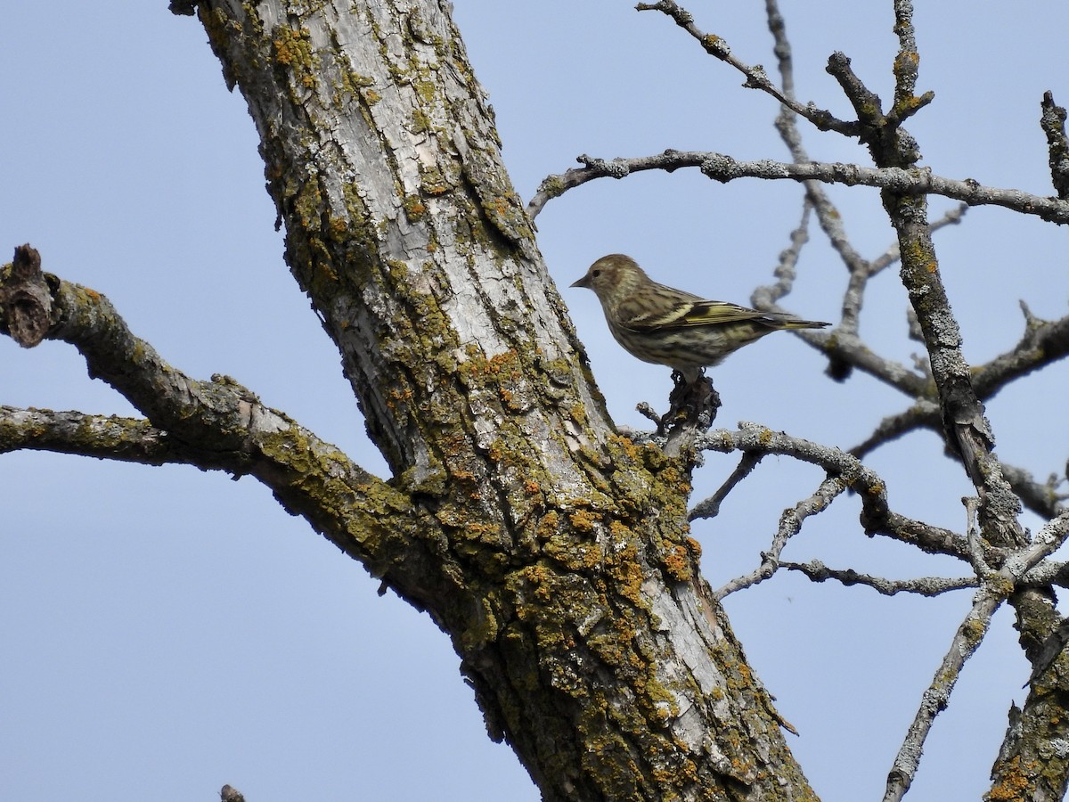 Pine Siskin - ML633605782