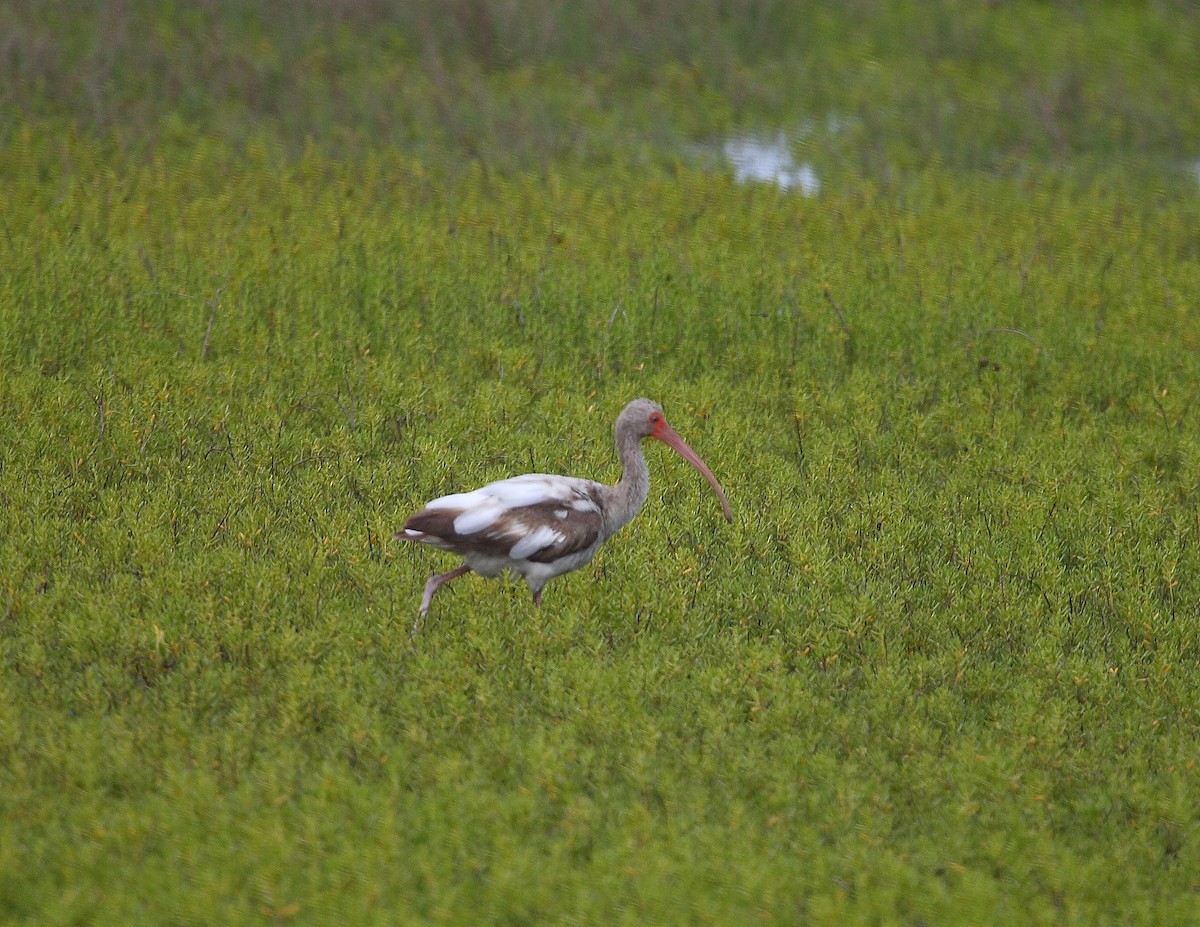 Ibis Blanco - ML633605798