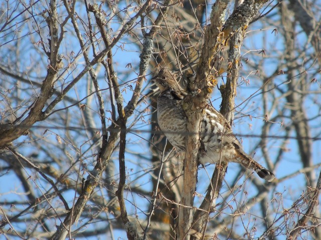 Ruffed Grouse - ML633605809