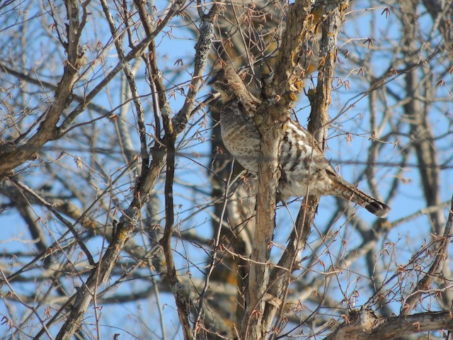 Ruffed Grouse - ML633605810