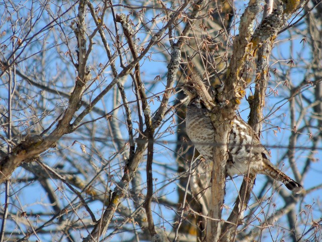 Ruffed Grouse - ML633605811