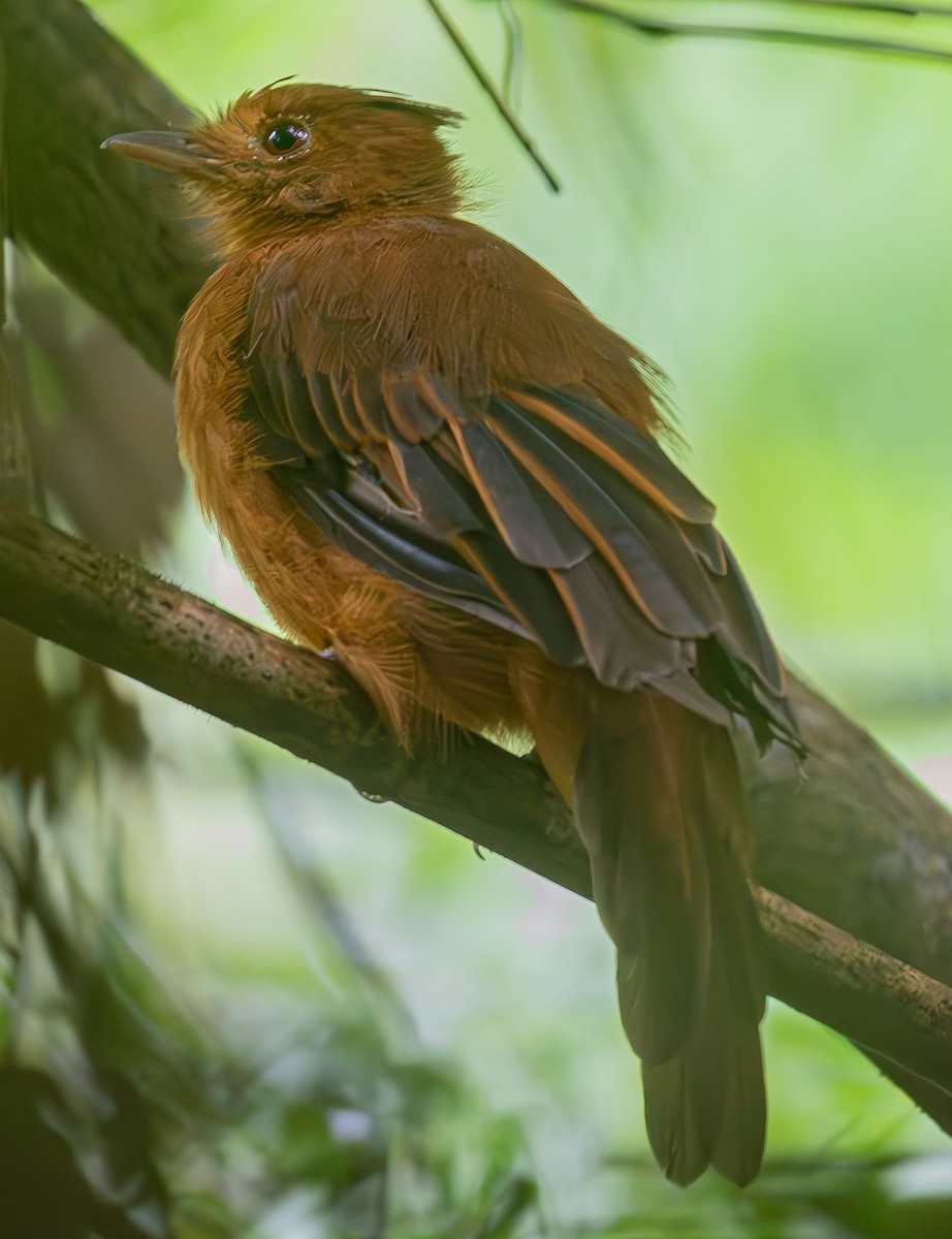 Rufous Twistwing - ML633605844