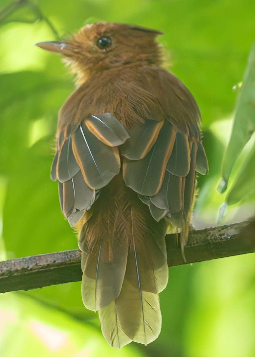 Rufous Twistwing - ML633605899