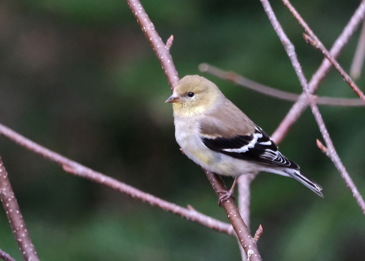 American Goldfinch - ML633605962