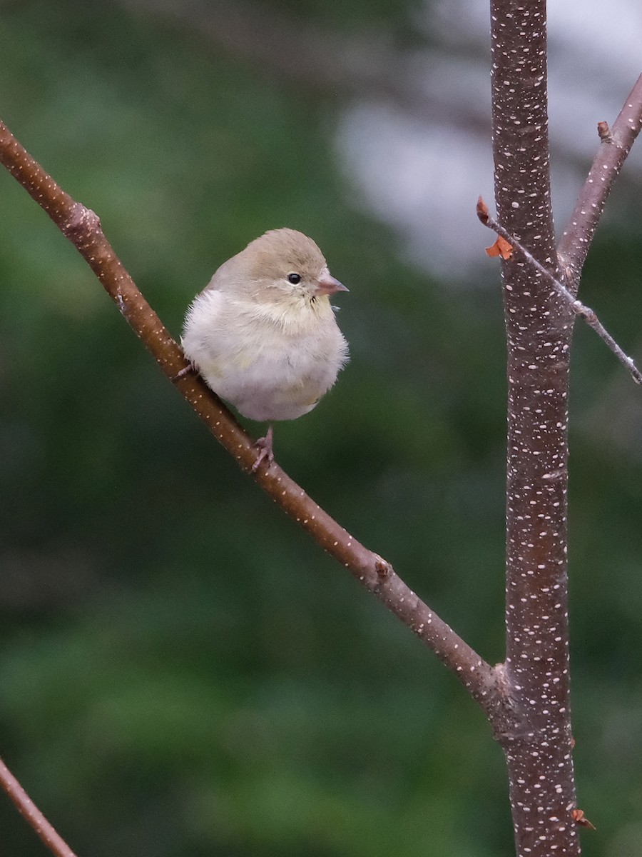 American Goldfinch - ML633605963