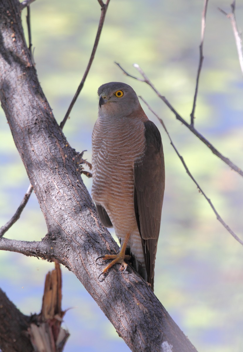 Collared Sparrowhawk - ML63360631