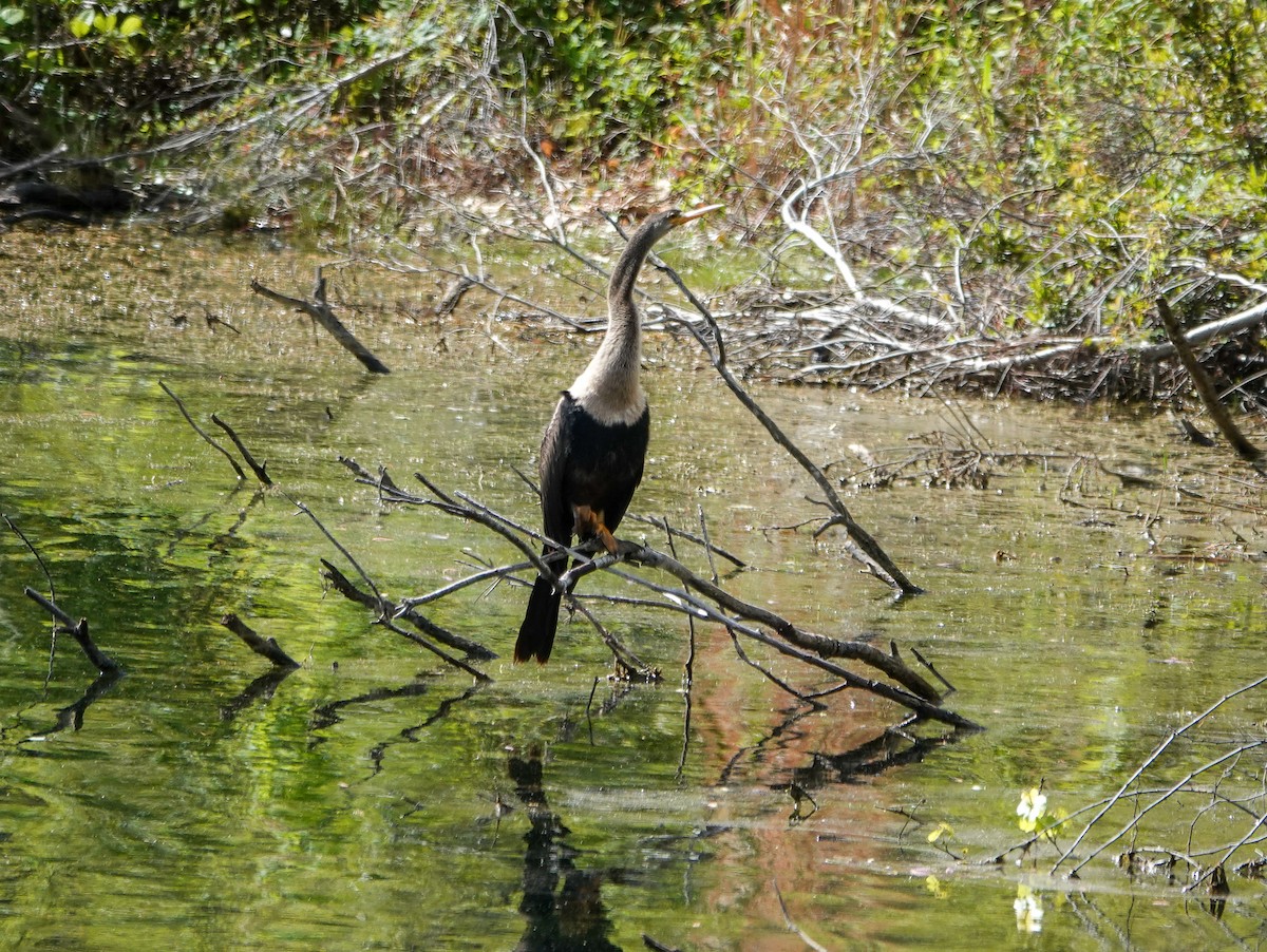 アメリカヘビウ - ML633606379