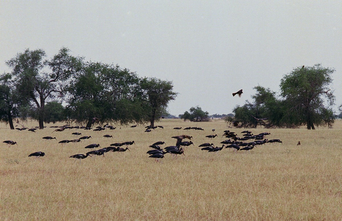 Abdim's Stork - ML633606445