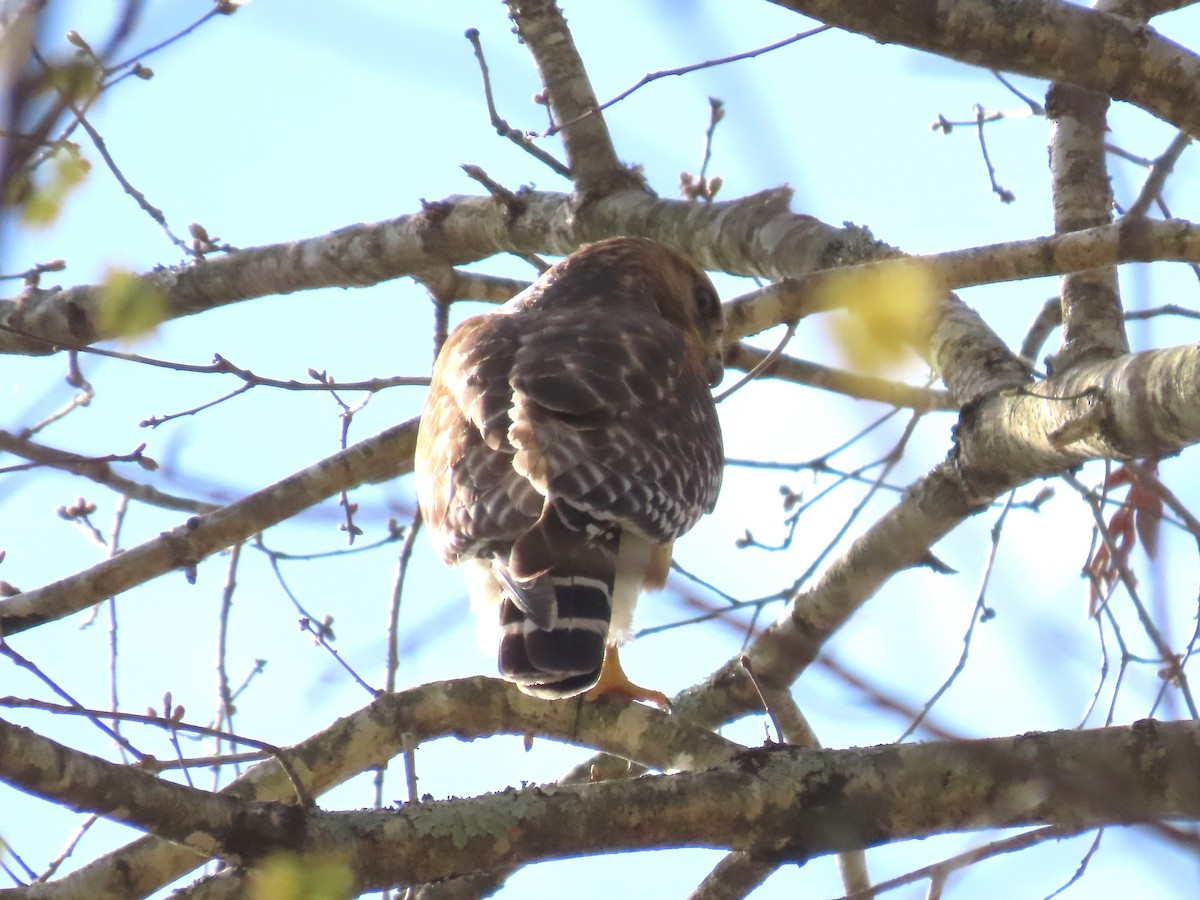 Red-shouldered Hawk - ML633606452