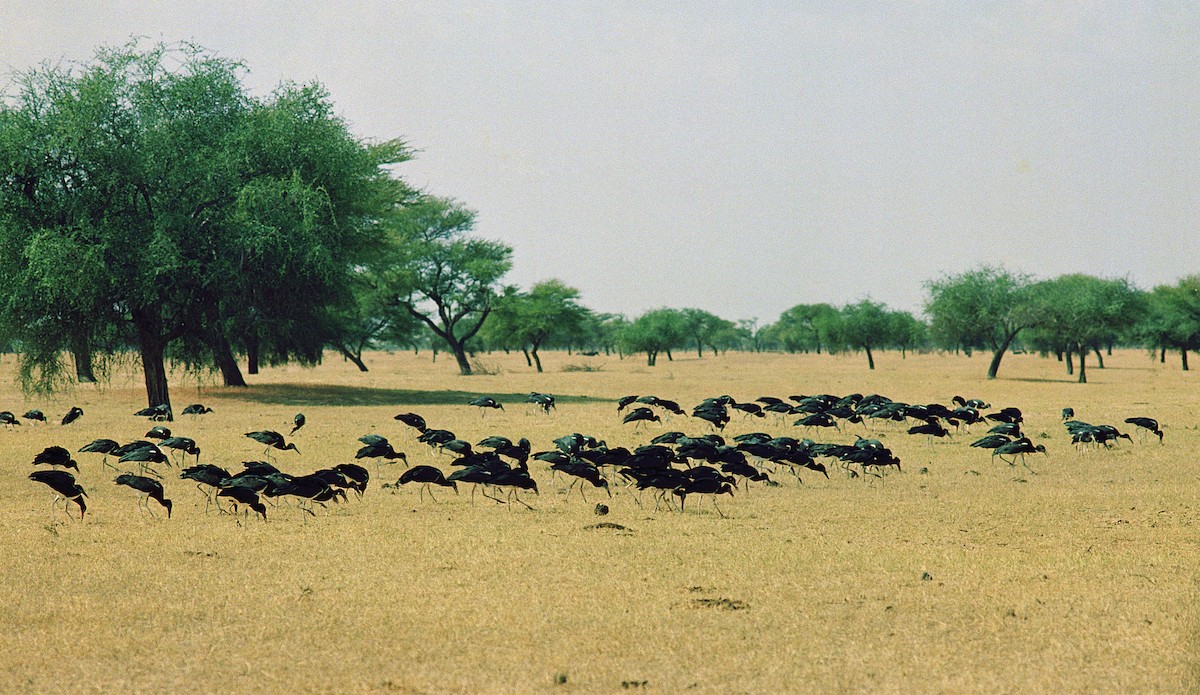 Abdim's Stork - ML633606455