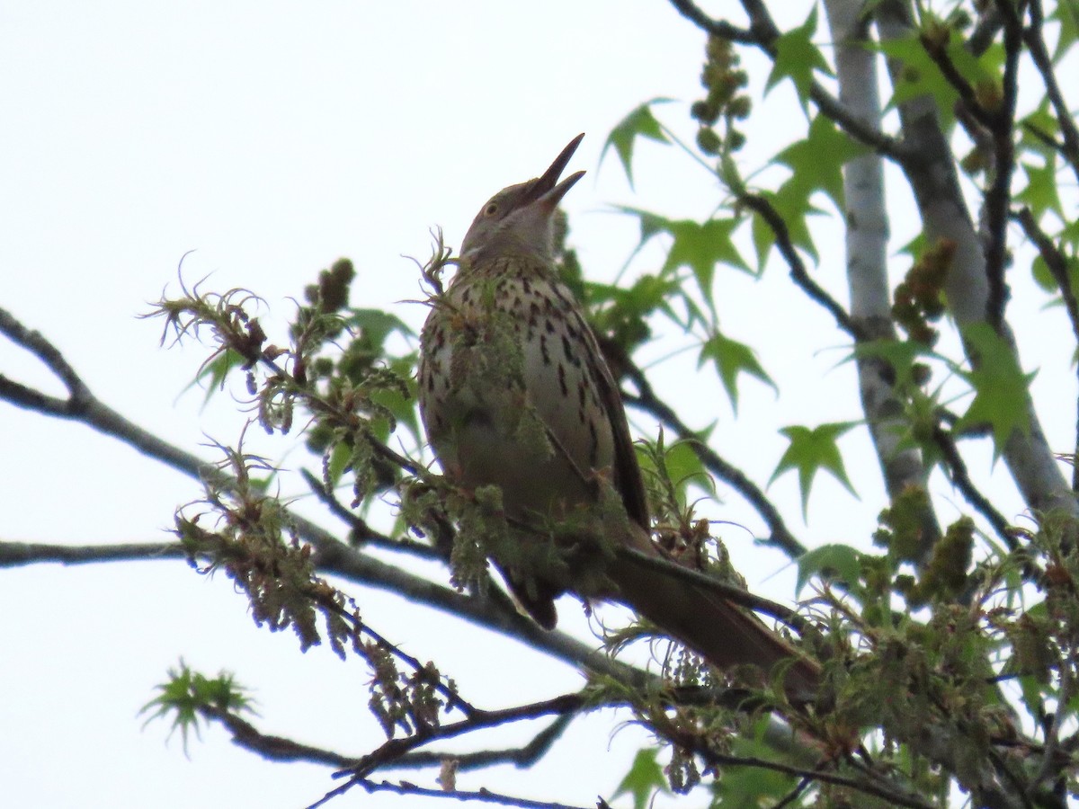 Brown Thrasher - ML633606515