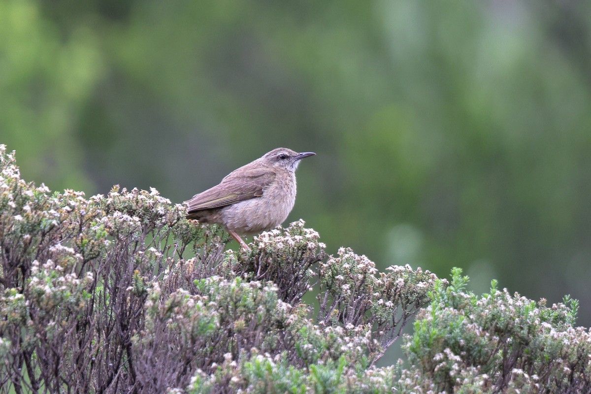Yellow-tufted Pipit - ML633606520