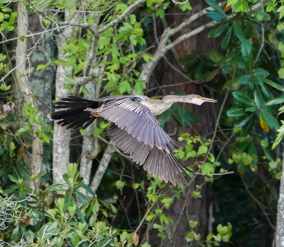 Anhinga amerikarra - ML633606521