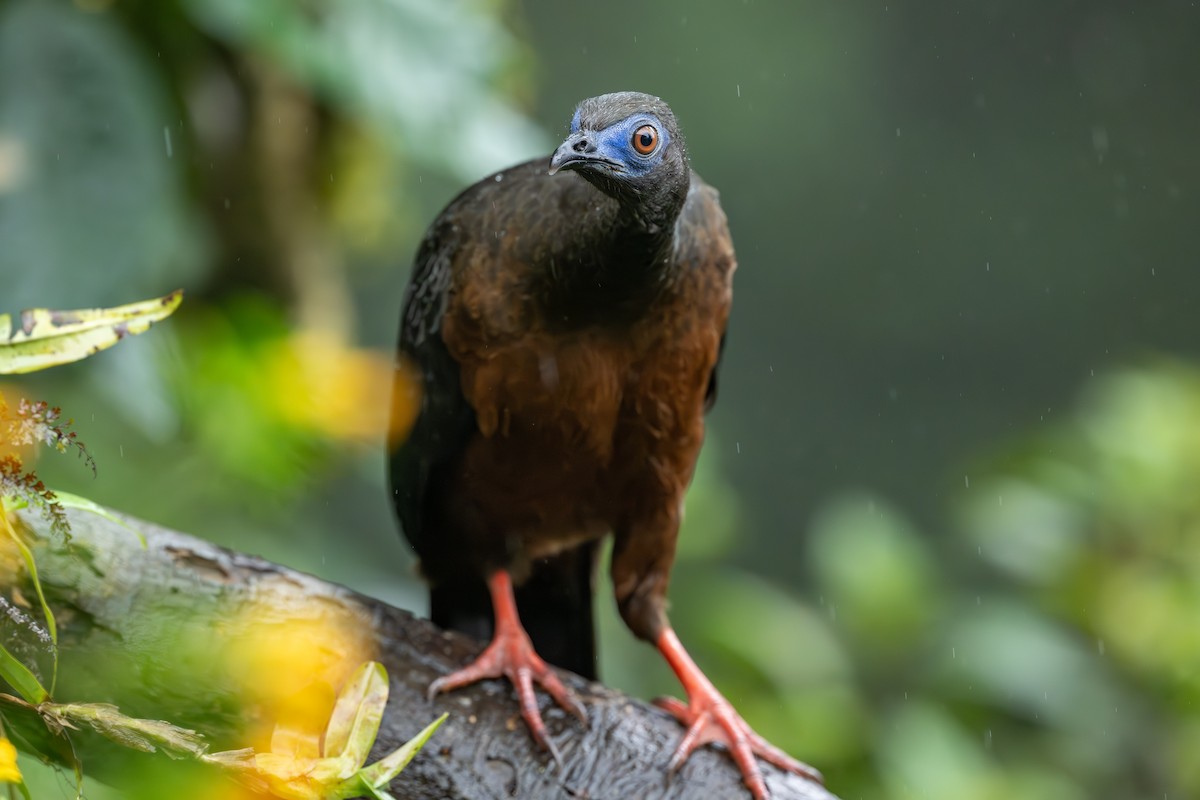 Sickle-winged Guan - ML633606523