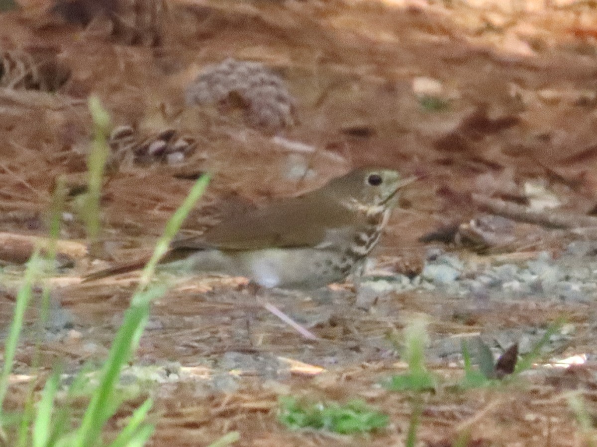 Hermit Thrush - ML633606539