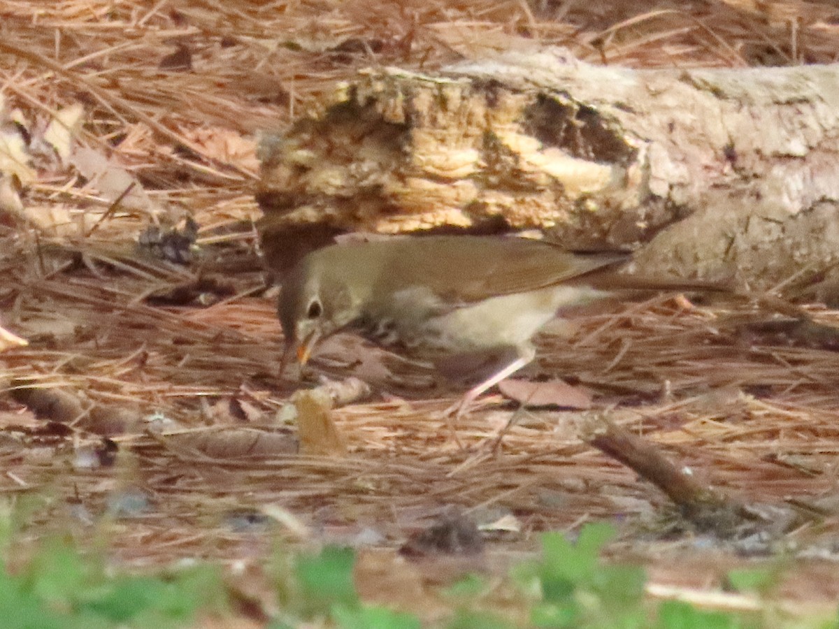 Hermit Thrush - ML633606540