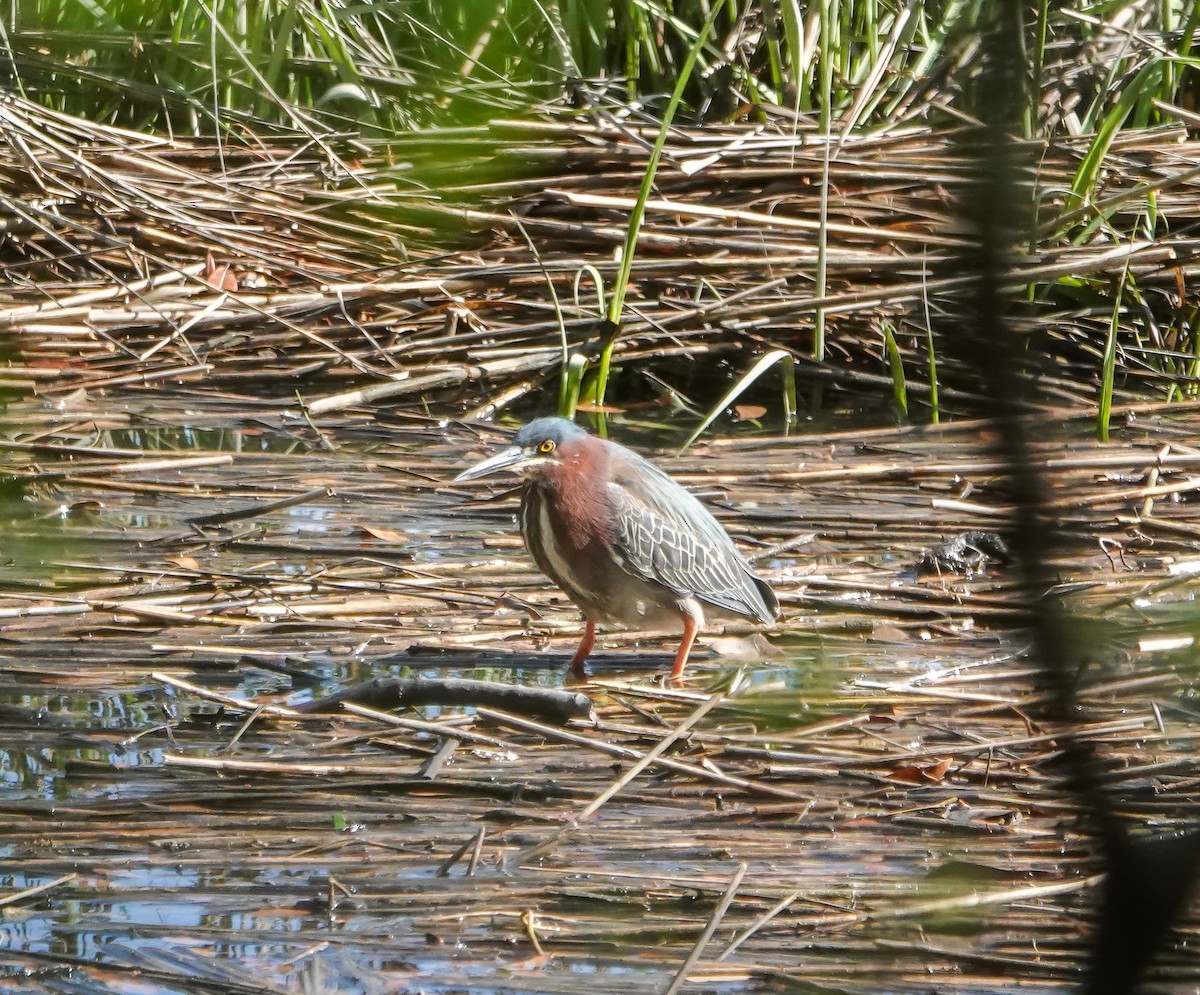 Koartzatxo berdea - ML633606542