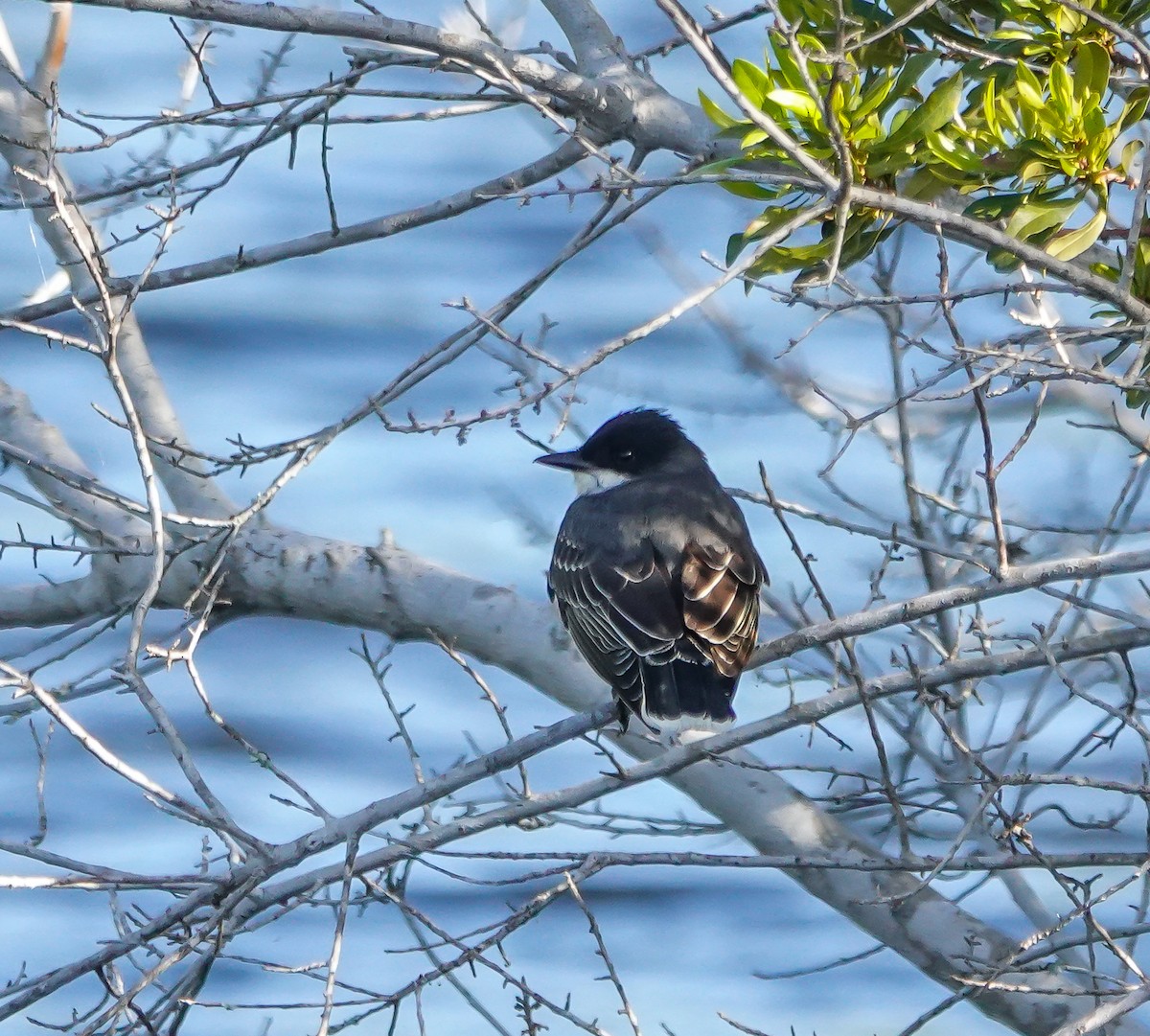 Eastern Kingbird - ML633606545