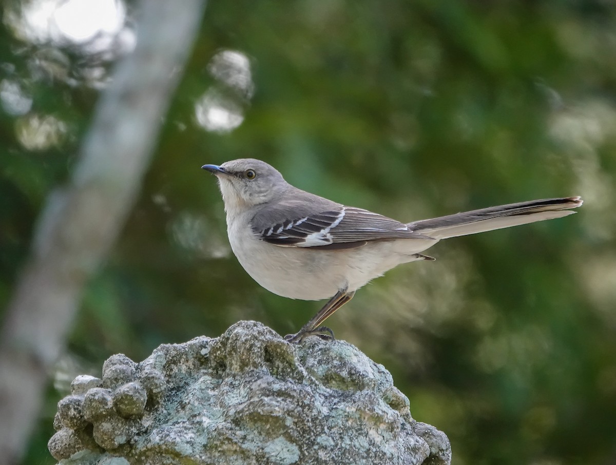 Northern Mockingbird - ML633606556