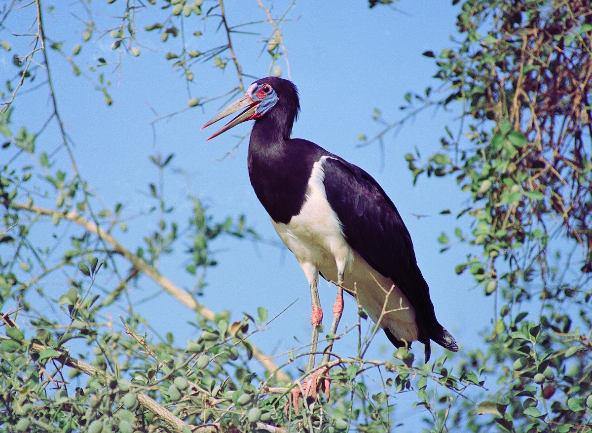 Abdim's Stork - ML633606744