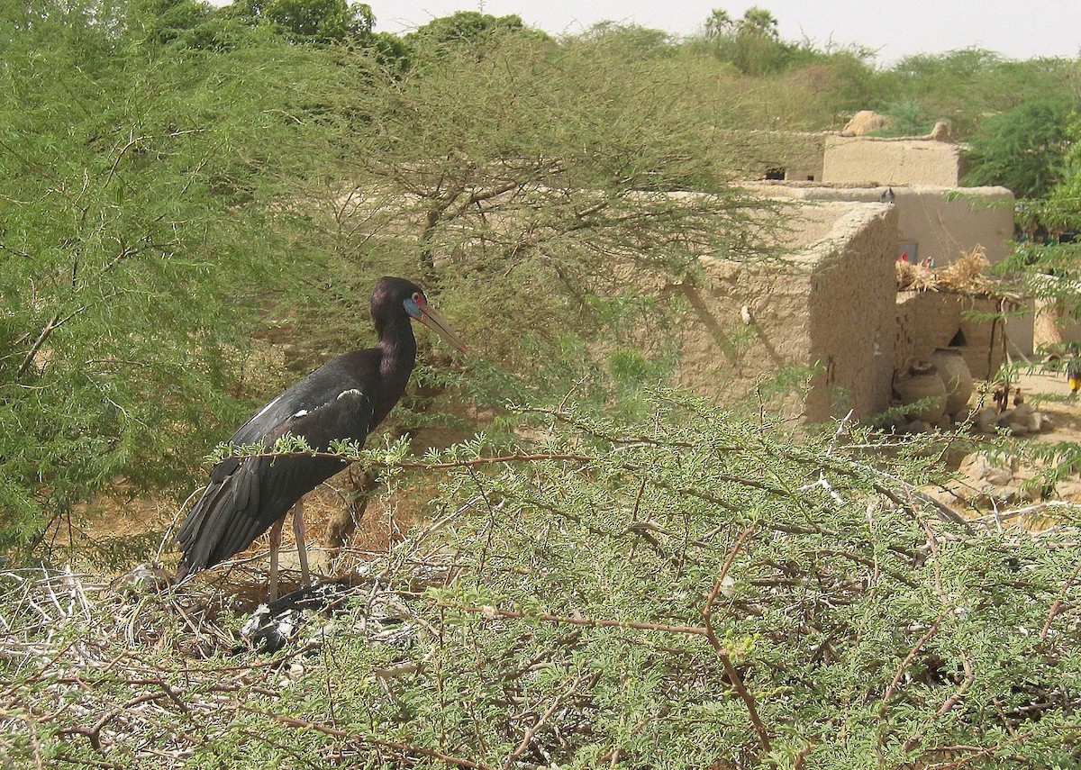 Abdim's Stork - ML633606774