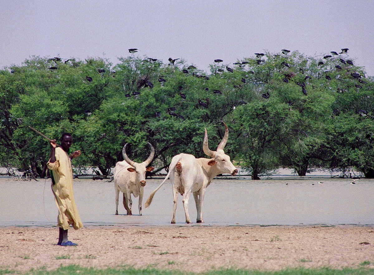 Abdim's Stork - ML633606855