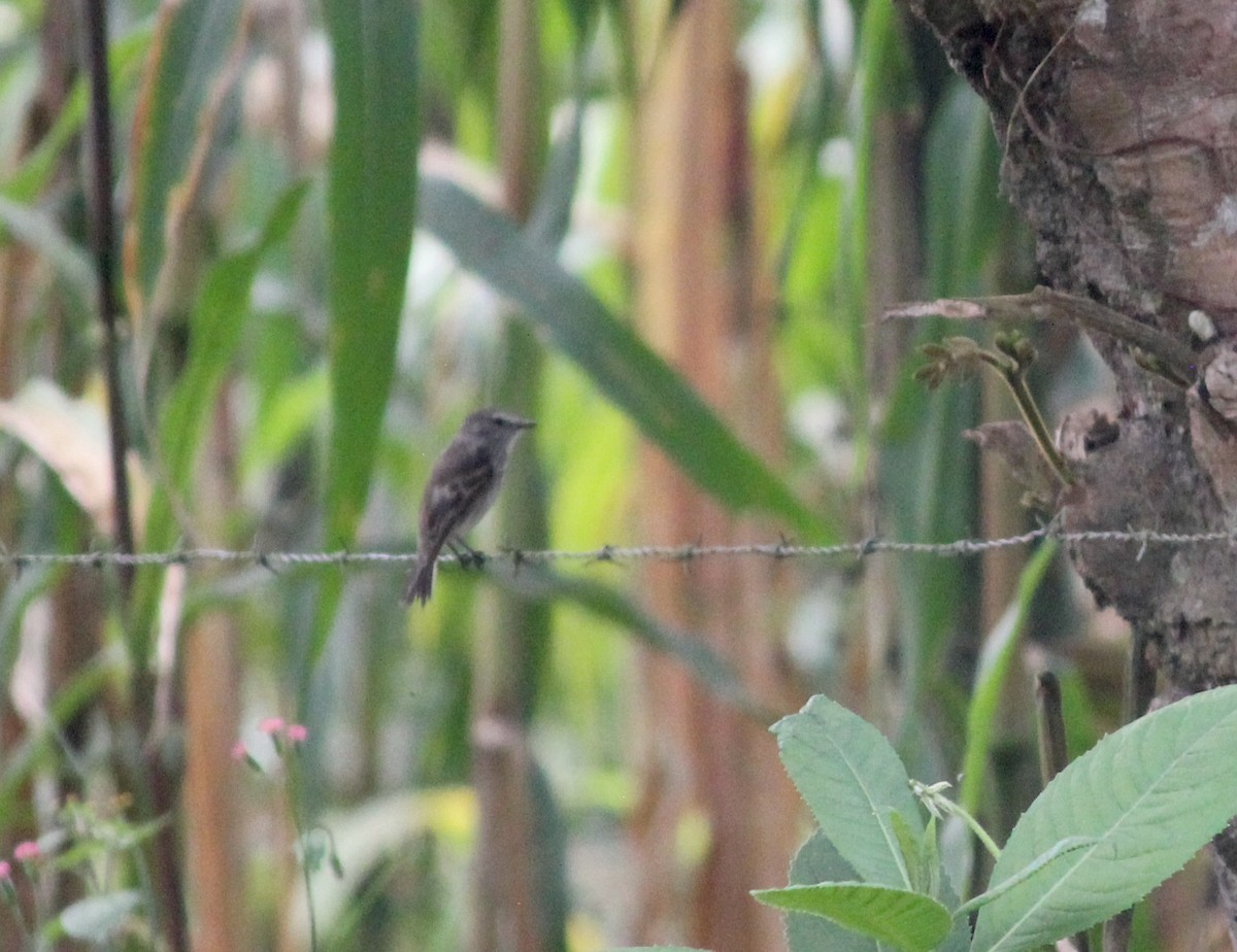 Mosquero Grisaceo - ML633606861