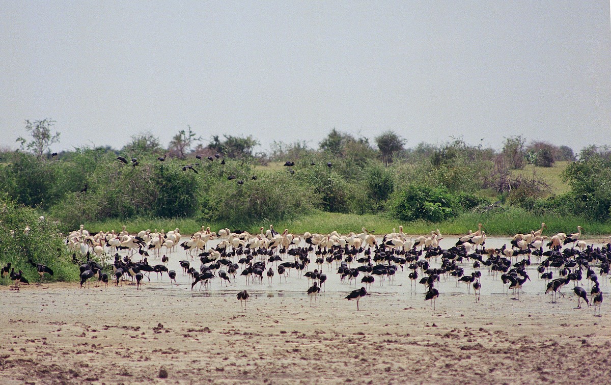 Abdim's Stork - ML633606875