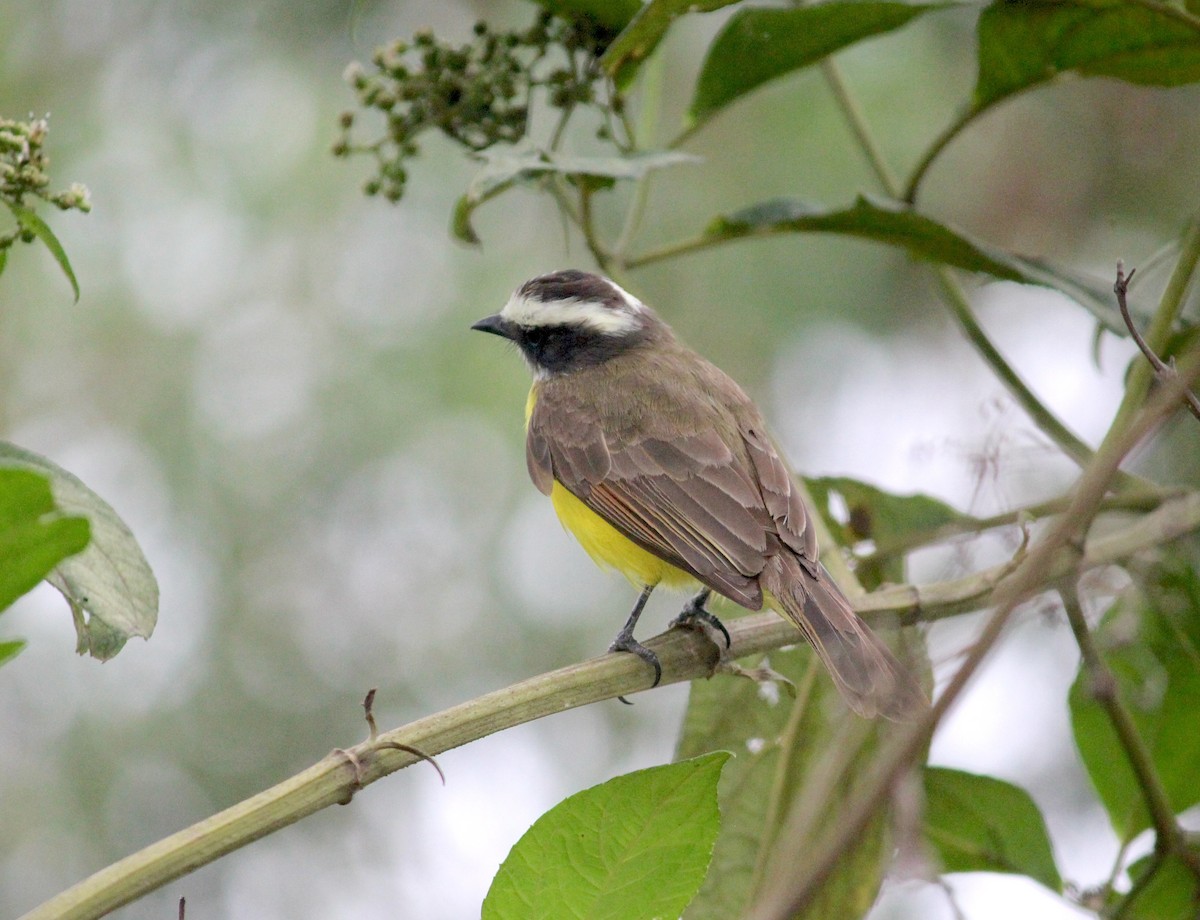 Bienteveo Alicastaño - ML633606938