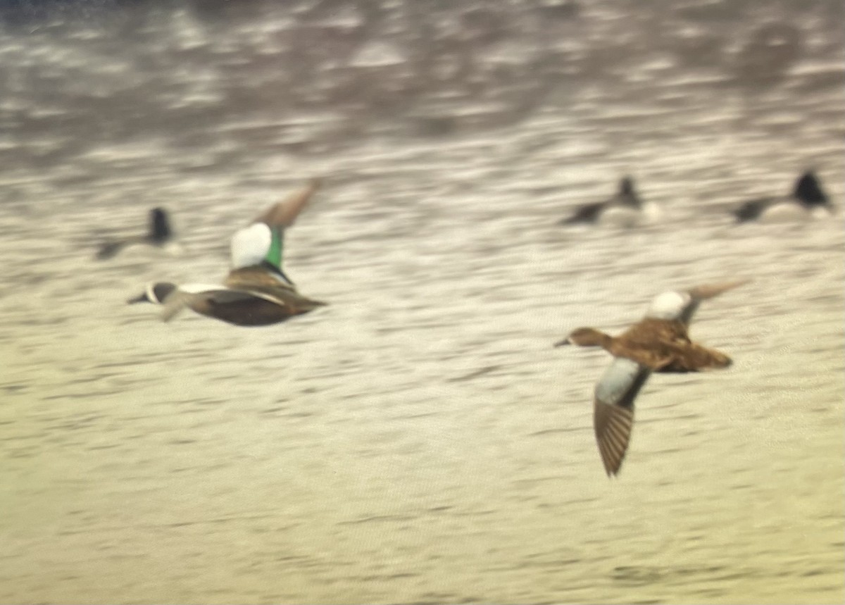 Blue-winged Teal - ML633606992