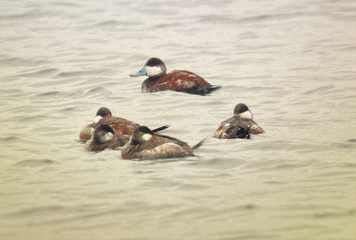 Ruddy Duck - ML633607003