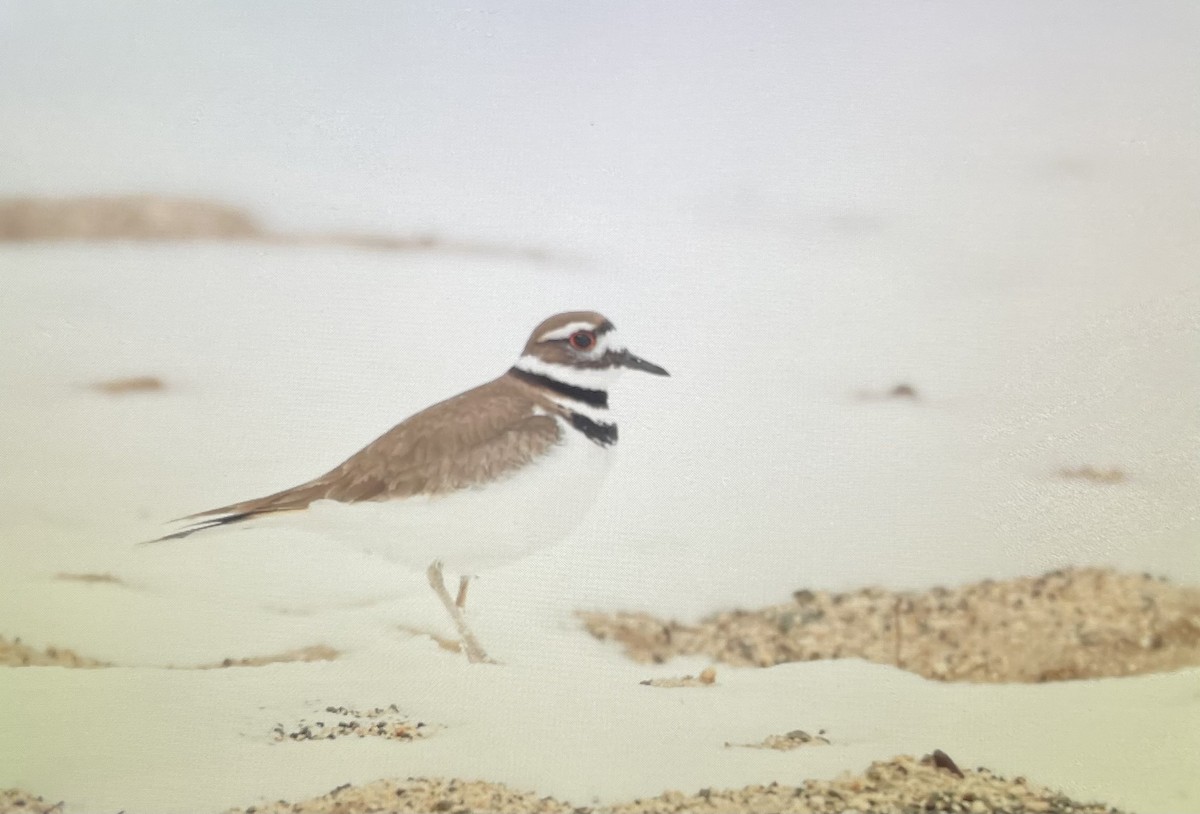 Killdeer - ML633607009