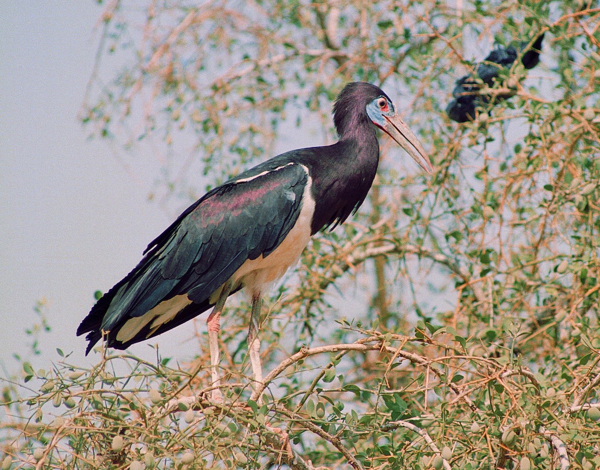 Abdim's Stork - ML633607310