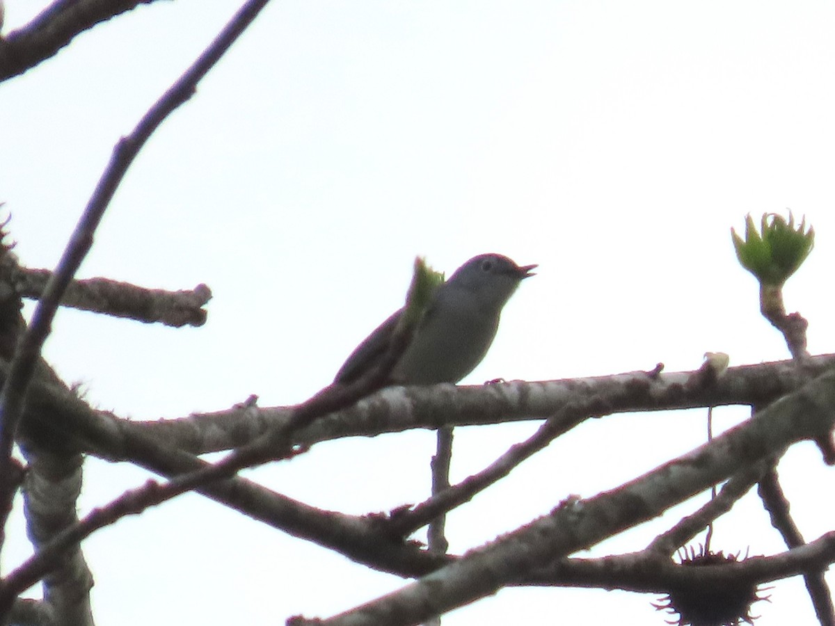 Blue-gray Gnatcatcher - ML633607420