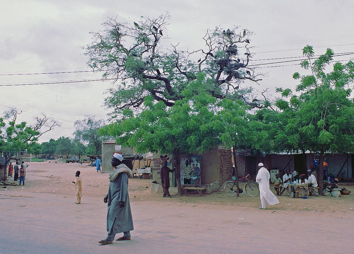 Abdim's Stork - ML633607466